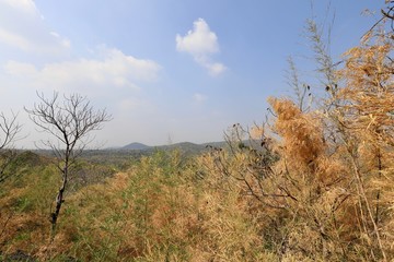 Bamboo forest with leaves to change color in the summer on the mountain.