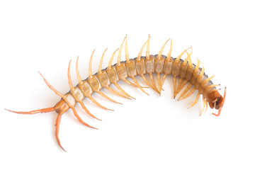 dangerous giant centipede isolate on white background