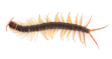 dangerous giant centipede isolate on white background