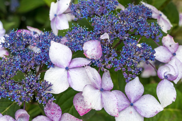 Hydrangea