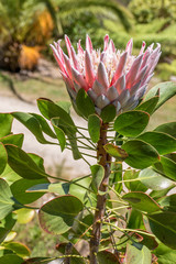 King Protea