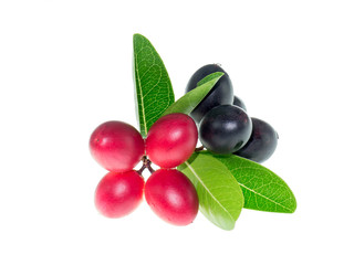 Carissa carandas fruit