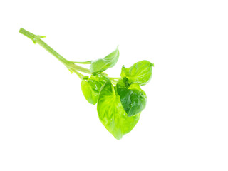 watercress leaf on white background.