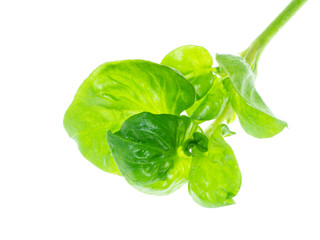 watercress leaf on white background.