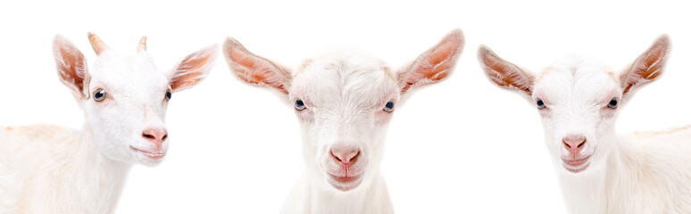 Portrait of a three goat, closeup, isolated on white background