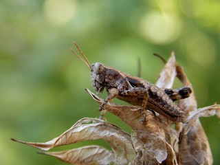 grasshopper on the plant