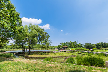 舎人公園の大池