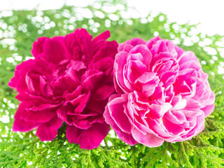 Pink rose petals for rose tea