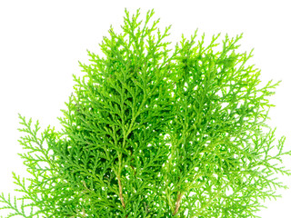 Green leaf of Chimese Arborvitae