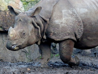 Potężny nosorożec idący w błocie