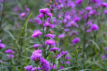 European Michaelmas Daisy blooms in a sunny, pink-violet garden that sprouts as small clusters around the garden creating a beautiful, romantic setting for those who love nature.