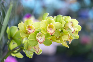 Cattleya Labiata flowers bloom in spring adorn the beauty of nature