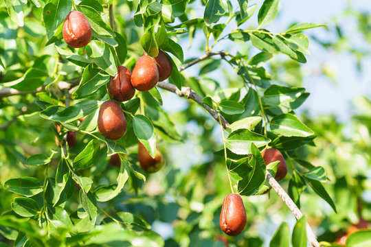 Branch jujube (lat. In the process jujuba) with ripe fruit