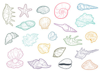 Set of hand drawn different seashells in sketch vintage style. Marine vector illustration.