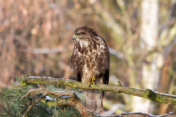Bussard sitzt in Winter in Kiefer mit Schneeresten auf einem Ast