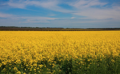 Obraz premium Huge field with yellow rapeseed flowers with green leaves, blue sky with white flowers. Colorful picturesque summer time bright sunny day view. Russia country