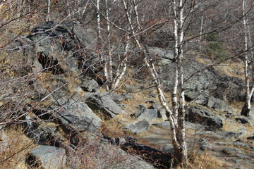 landscape with auutmn trees and small rocks in tienshan mountains