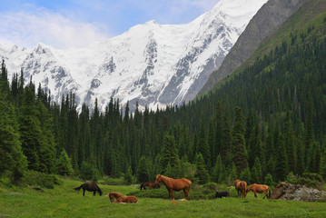 Evening landscape with mountain meadow, fir forest, snow peaks in the background, and herd of horses in foreground. Terskey-Alatau Range, Tien-Shan mountains, Kyrgyzstan - 185643851