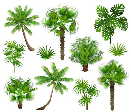 Tropical plants (coconut palm, monstera, fan palm, rhapis). Set of hand drawn vector illustrations on white background.