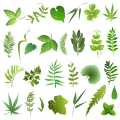 Herb  leaves. Set of hand drawn vector illustrations of green leaves on white background.