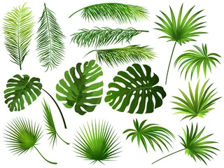Poster Tropisch groen blad (kokospalm, monstera, waaierpalm, rhapis). Set hand getrokken vectorillustraties van exotische bladeren op witte achtergrond. © Татьяна Любимова