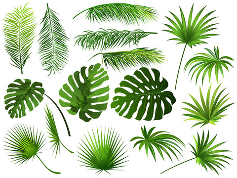 Tropical green  leaves (coconut palm, monstera, fan palm, rhapis). Set of hand drawn vector illustrations of exotic leaves on white background.