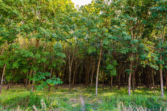 Tropical rubber plantation in Thailand. nature concept.