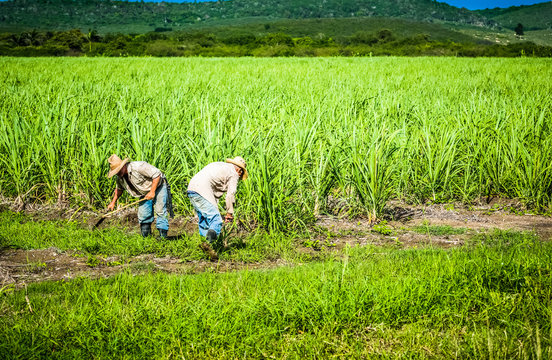 HDR - Kubanische Bauer und Erntehelfer auf dem Zuckerrohrfeld beim Ernten