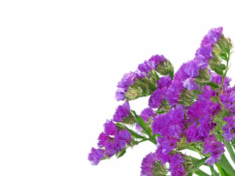 Strandflieder, Limoneum, Meerlavendel