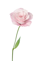 Beautiful Eustoma flower isolated on white background