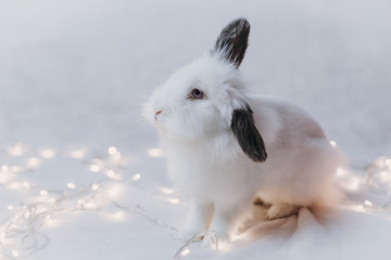 White fluffy rabbit with a garland
