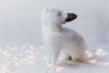 White fluffy rabbit with a garland