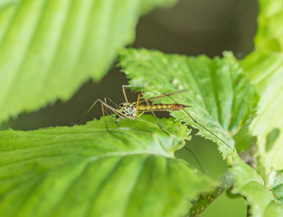 Crane fly on green leaf
