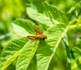 Small skipper butterfly closeup