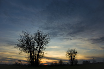 Fototapeta na wymiar Two trees at sunset