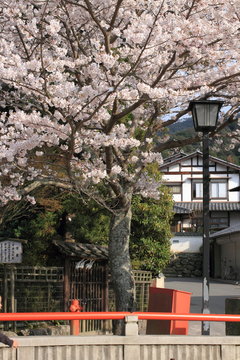 Spring cherry Miyajima