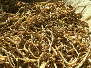 Drying roots of platycodon grandiflorum, healthy food.