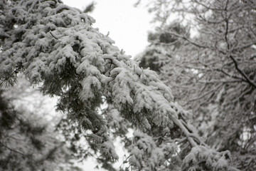 Mooi sneeuwdekentje op een dennentak
