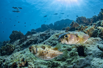 porcupine box fish while diving