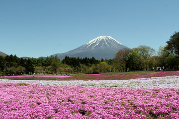 Annual flower show at the holy Mount Fuji