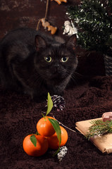 black cat sitting near festive christmas tree