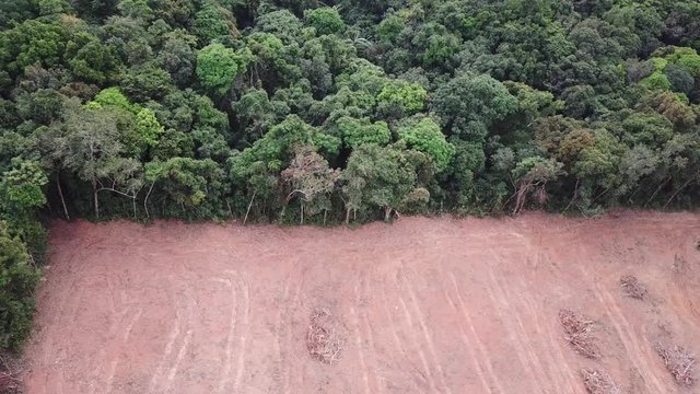 Deforestation. Environmental problem rainforest destruction
