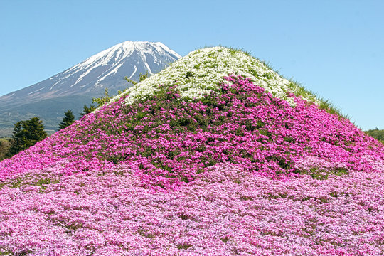 Annual flower show at the holy Mount Fuji