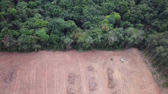 Deforestation. Environmental problem rainforest destruction