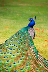 Fototapete Pfau Porträt eines Pfaus mit einem losen Schwanz.