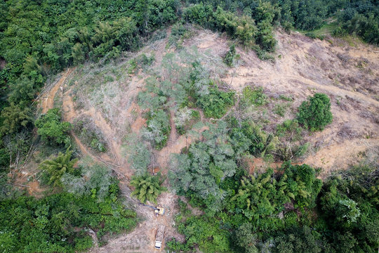 Deforestation. Aerial photo destruction of rainforest. Oil palm plantation industry