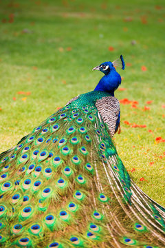 Fototapeta Portrait of a peacock with a loose tail.