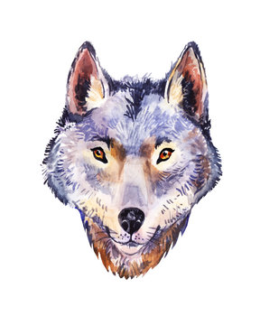 Watercolor wolf, portrait of wild animal