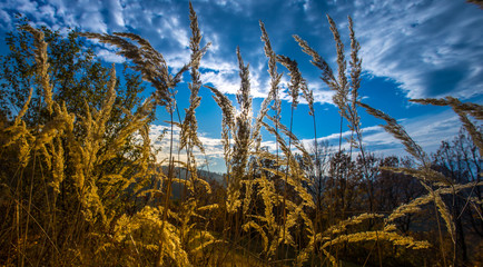 Fototapeta premium golden grass landscape