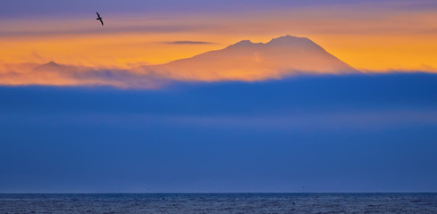 silhouette of mountain and bird